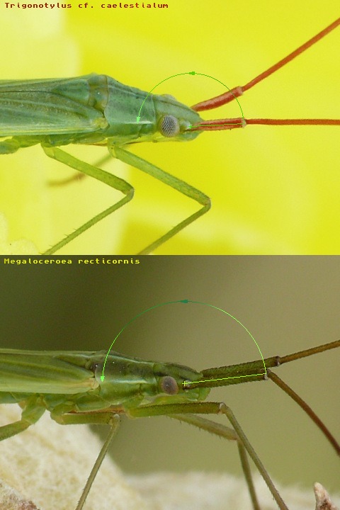 Miridae: Trigonotylus sp.